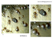 soil bacteria